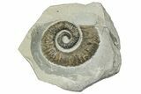 Aegocrioceras Heteromorph Ammonite - Germany #293085-1